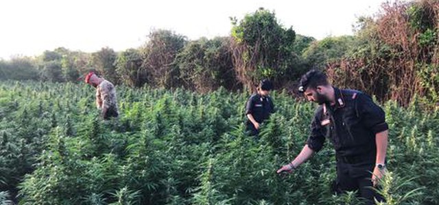 Nel reggino maxi piantagione canapa