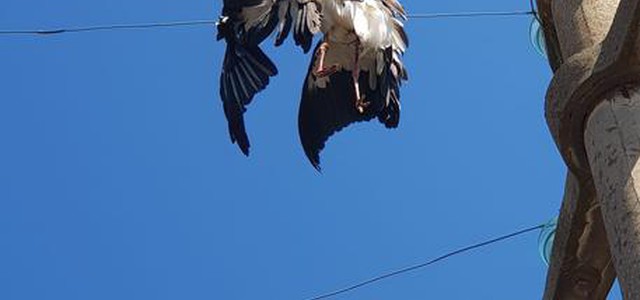 Cicogna Bianca folgorata su filo elettrico