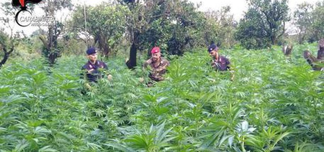In corso vasta operazione CC produzione di droga, 13 milioni di dosi sequestrate