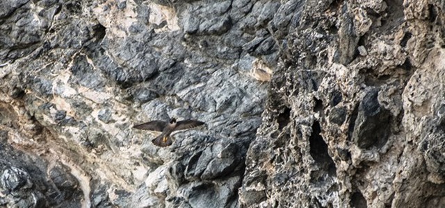 Parco dell’Aspromonte avvia primo monitoraggio dei rapaci rupicoli: Falco Pellegrino e Lanario