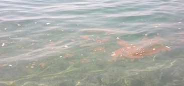 Mare sporco, Codacons diffida i comuni calabresi