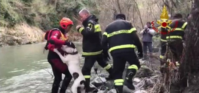 Catanzaro, cane scivola da un costone per 60 metri: ecco il video del salvataggio