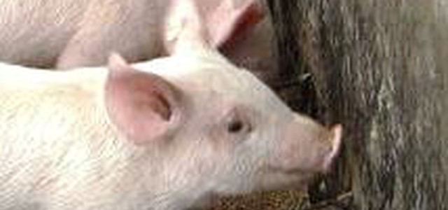 Maialino premio di una lotteria in Calabria, proteste Enpa
