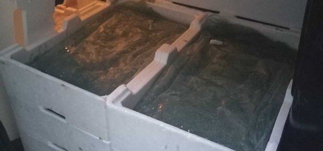Sequestrati 250 kg di bianchetto sotto taglia dalla Capitaneria