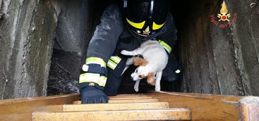 Cagnolino incastrato in canale di scolo, salvato dai vigili del fuoco