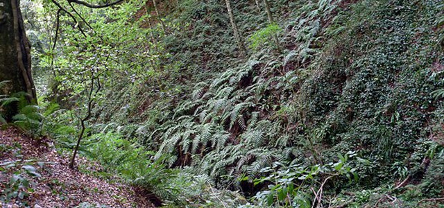 Meeting internazionale: Il Parco Nazionale dell’Aspromonte tra Bio e Geo-diversità
