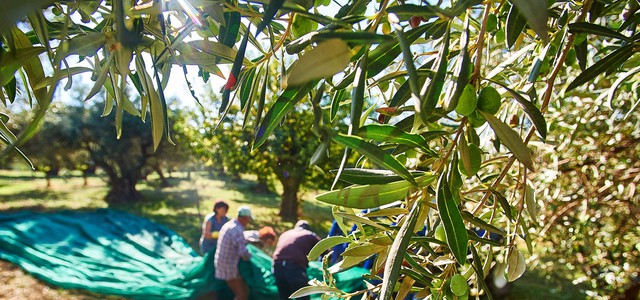Giornate Fai d’Autunno, sabato 24 la delegazione di Catanzaro in visita alla Fattoria didattica Torchia