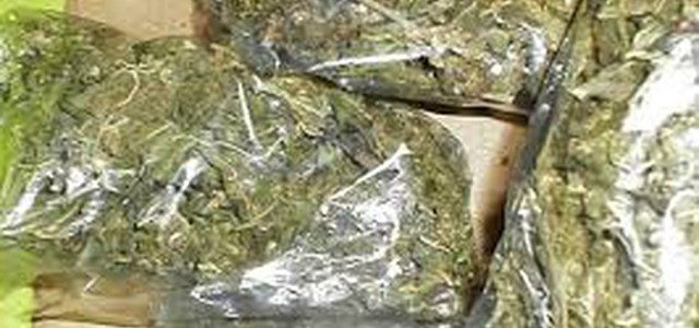 Arrestato un trentenne nel vibonese. Aveva allestito un laboratorio per produzione di marijuana