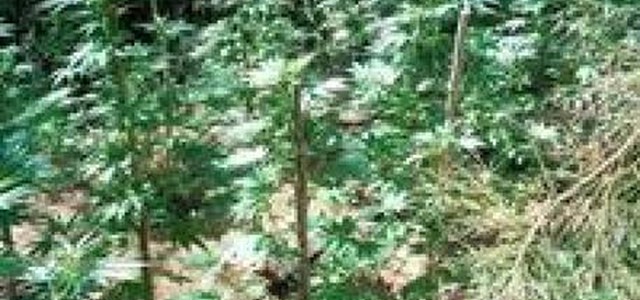 Droga, scoperta piantagione di canapa