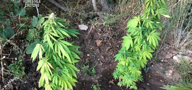Sequestrate 15 piante di canapa indiana nel Crotonese