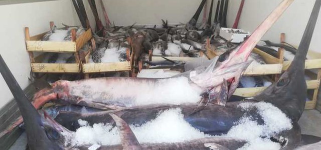 Sequestrate 2 tonnellate di pescato