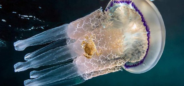 Allarme meduse, decuplicate in 10 anni: specie pericolose avvistate anche in Calabria