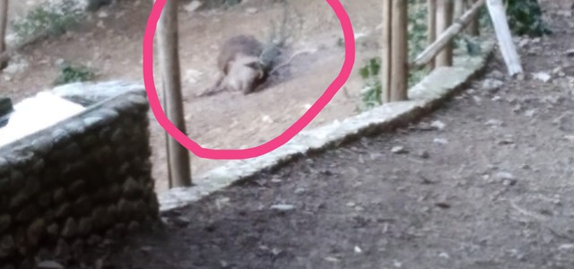 Cervo morto nell'indifferenza al parco delle Biodiversità. USB denuncia.
