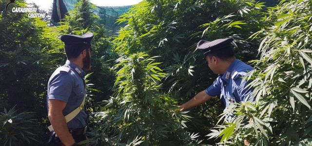 Scoperta piantagione di “cannabis indica”