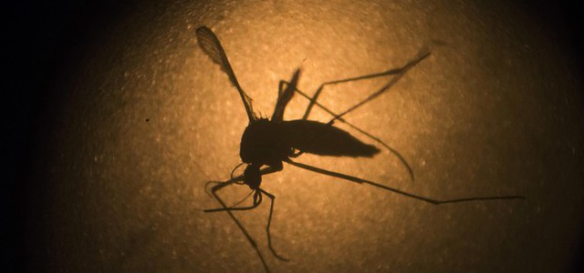 Allerta Ecdc, si avvicina all'Europa la zanzara che porta febbre gialla e Zika