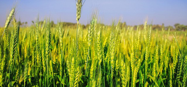 Scoperto il gene della primavera, 'risveglia' le piante