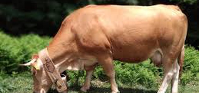 AL VIA IL PROGETTO  "ADOTTA UNA MUCCA SILANA"