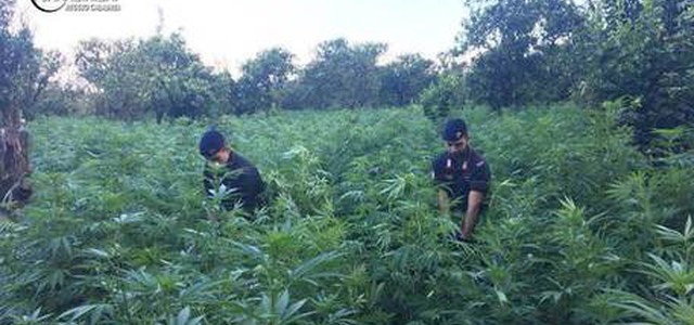 Sorpresi a coltivare droga, due arresti