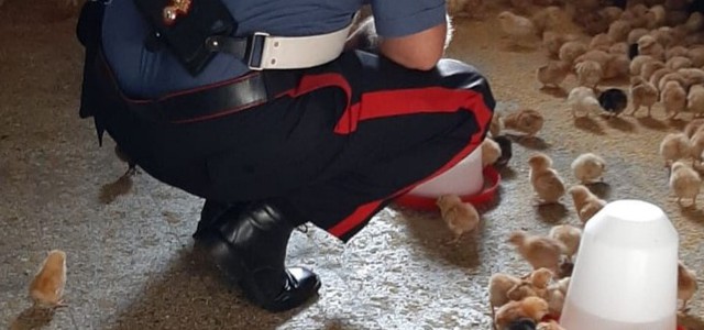 Detiene 1480 pulcini in precarie condizioni e senza le dovute autorizzazioni, denunciato