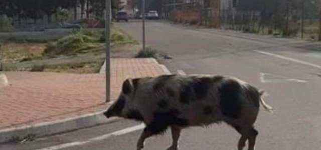 Maiale selvatico scorazza per le vie del centro