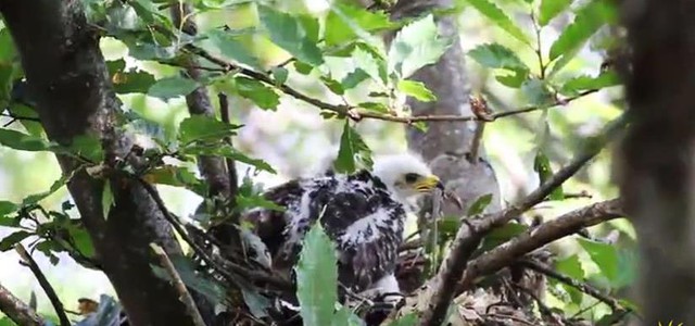 Biodiversità: il Falco Pecchiaiolo sceglie ancora l’Aspromonte per nidificare (VIDEO)