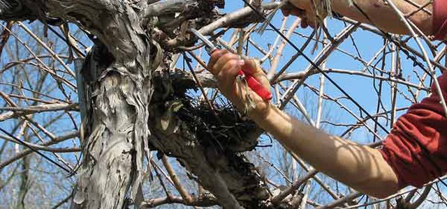 CORIGLIANO: CONTINUA POTATURA ALBERI ALLO SCALO E SCHIAVONEA