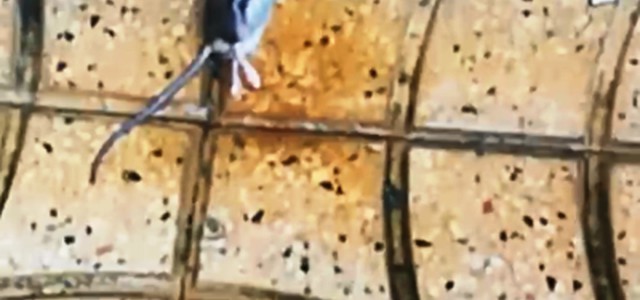 Topi a scuola, protestano studenti "Scalfaro"