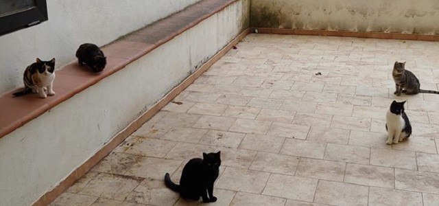 Gatti murati vivi in un condominio a Rossano Calabro: "Davano fastidio"