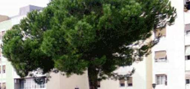 Riconsegnato a famiglia avente diritto il primo alloggio in Viale Isonzo, Aterp: Ripristinate regole