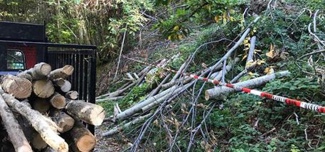 Taglio alberi in terreno Comune, denunce