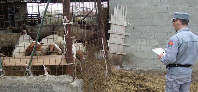 Sequestro capi ovi-caprini nel Cosentino