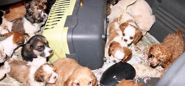 In Italia entrano 8mila cani e gatti illegali ogni settimana