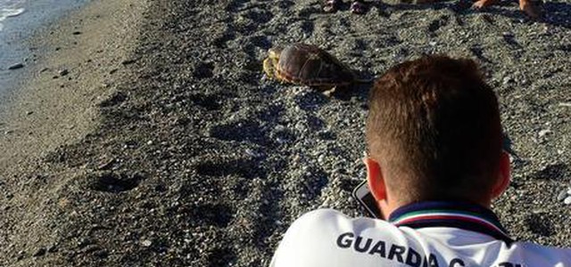 Caretta caretta riportata in mare