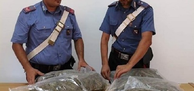 Coltivava piantagione di cannabis, arrestato 48enne nel Catanzarese