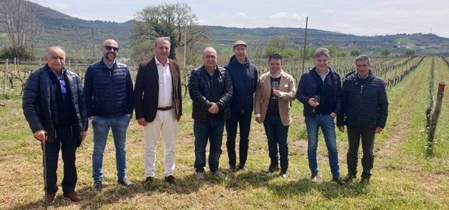 Nascono e si producono sul Pollino e in Sila i grandi vini di Magna Graecia