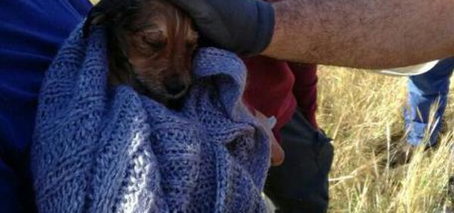 Cuccioli incastrati, salvati dai vigili del Fuoco