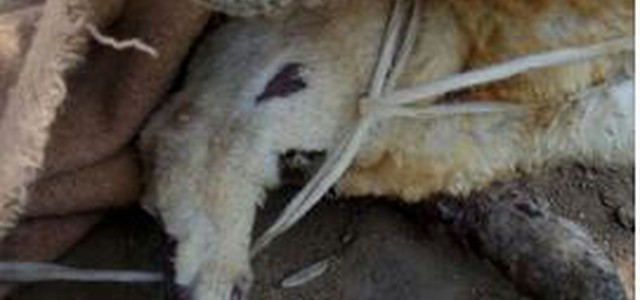 CAGNOLINA TRASCINATA CON AUTO,DENUNCIA DEL SINDACO