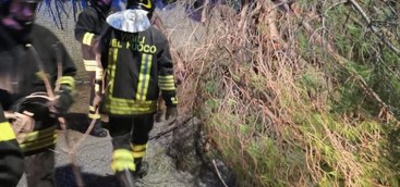 Catanzaro, cade albero sulla strada e trancia cavi elettrici (FOTO)