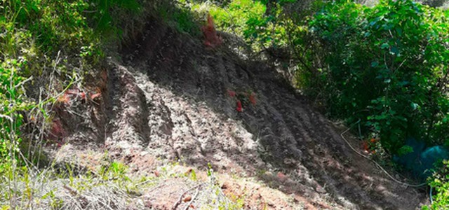 Scoperta piantagione canapa, un arresto