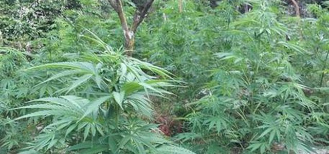 Droga: scoperta piantagione canapa, arrestato pastore