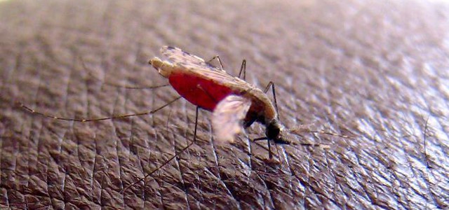 Bimba di quattro anni morta di malaria. Lorenzin: "Forse contratta in ospedale a Trento"