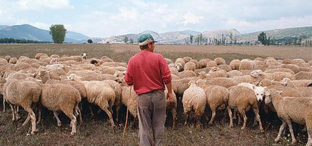 Rapinato mentre pascola gregge