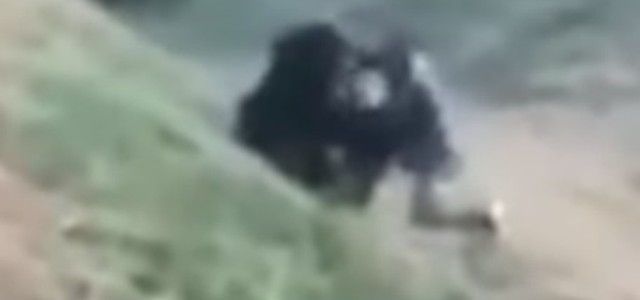 Tenta un selfie con un orso in India, sbranato