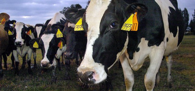 La Cina rimuove dopo 16 anni il bando sulla carne bovina italiana