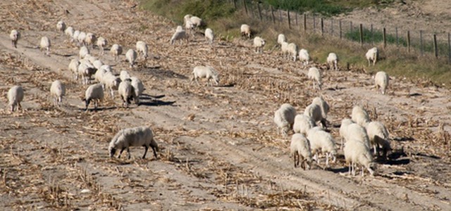 Coop di Goel denuncia pascolo abusivo