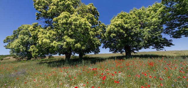 La Riserva della Biosfera “MaB-Sila” protagonista in Francia