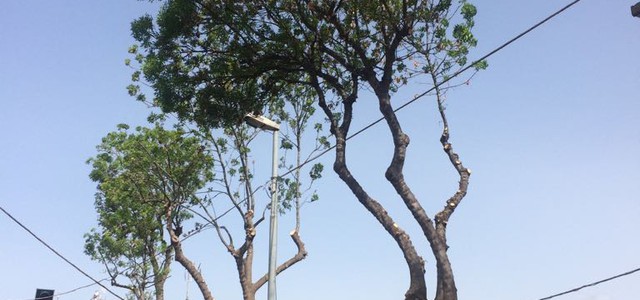 Manutenzioni arboree Viale delle Rimembranze di Pellaro