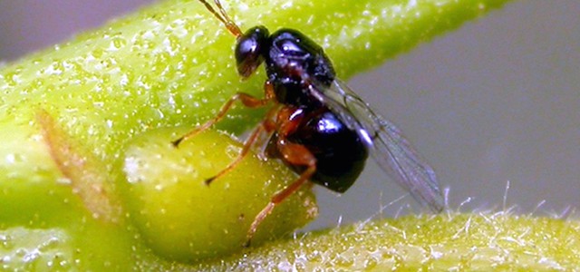 Campagna contro il Cinipide Galligeno, parassita dei castagneti 