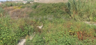 Silipo: "Torrente Castace: ancora peggio"