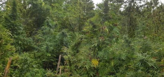 Scoperta piantagione di canapa indiana a San Luca